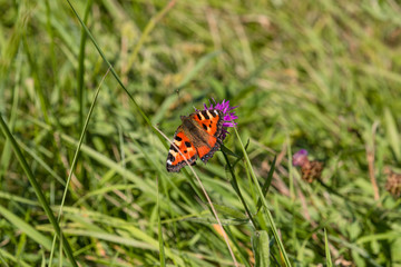 Fototapeta na wymiar Beautiful butterfly in autumn grass close up - macro