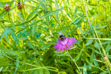 Bumblebee on a thistle flower close-up - macro