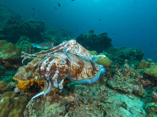 Pharao Cuttlefish mating on a coral reef