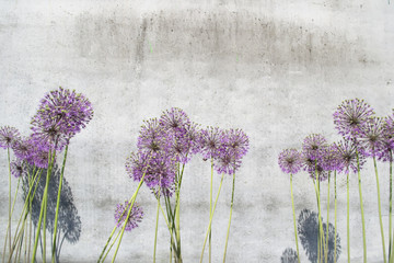  Flowering wild onion in a flower bed on a gray wall background