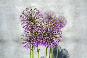  Flowering wild onion in a flower bed on a gray wall background