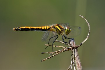 Sympetrum  danae, femmina