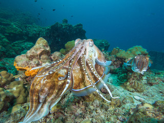 Pharao Cuttlefish mating on a coral reef