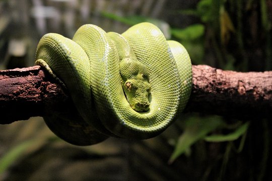 Snake