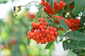 Fototapeta premium Red berries of mountain ash on the background of wood and leaves. Summer, autumn colorful background. Stock Photo for design.