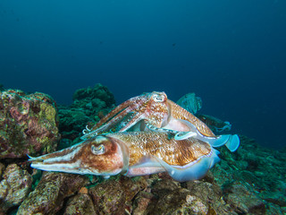 Pharao Cuttlefish mating on a coral reef