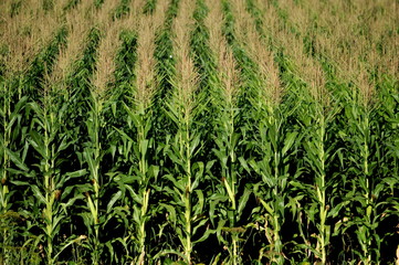In the field ripens grain corn