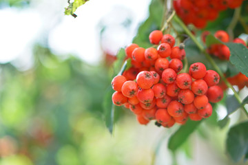 Red berries of mountain ash on the background of wood and leaves. Summer, autumn colorful background. Stock Photo for design.