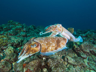 Pharao Cuttlefish mating on a coral reef