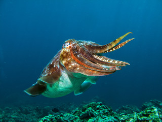 Naklejka na ściany i meble Pharao Cuttlefish on a coral reef