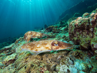 Fototapeta na wymiar Pharao Cuttlefish laying eggs on a coral reef