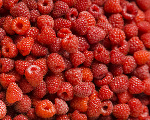 Close up view of fresh red ripe raspberries, nature vitamins