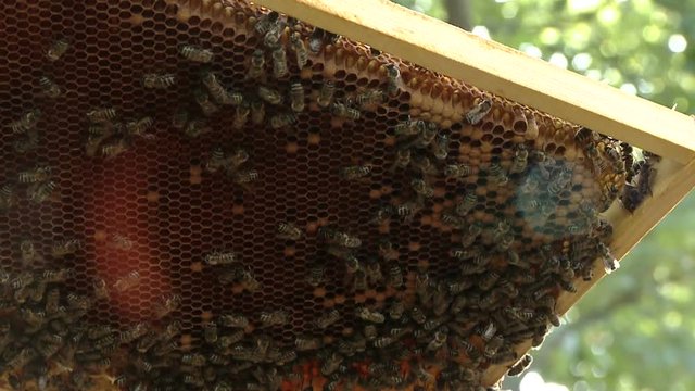 The beekeeper gets a frame with honey from the Uli