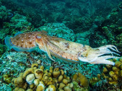 Cuttlefish eating cuttlefish