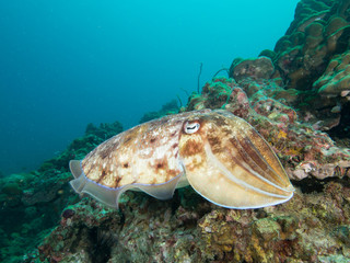 Pharao Cuttlefish on a coral reef
