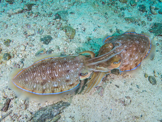 Pharao Cuttlefish mating on a coral reef