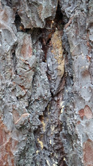 bark of tree