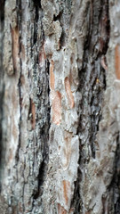 bark of tree