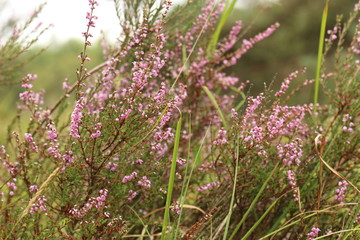 Heideplant