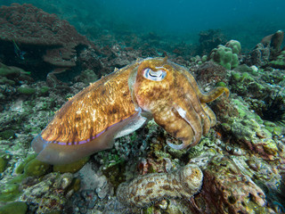 Pharao Cuttlefish on a coral reef