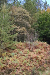 forest in autumn