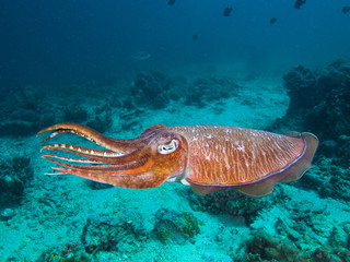 Pharao Cuttlefish on a coral reef