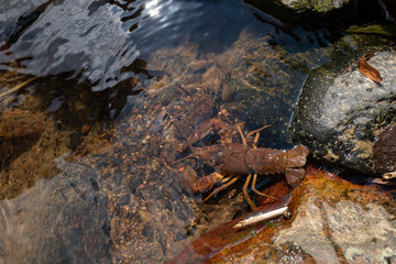Crayfish in a river. Animal in the wild