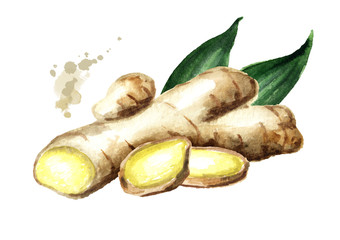 Organic fresh ginger Root with slice and leaf. Watercolor hand drawn illustration, isolated on white background