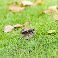 Baby dove bird