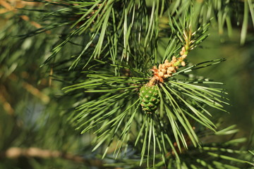 шишка сосны