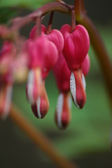 Heart shaped flower pink © aga