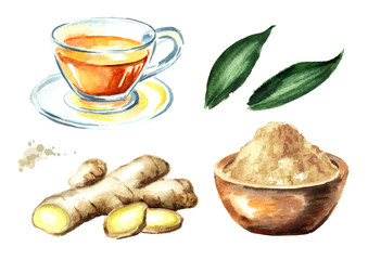 Organic ginger set. Root, leaf, slice. Watercolor hand drawn illustration, isolated on white background