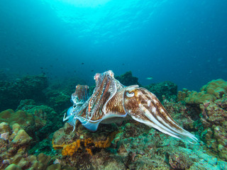 Pharao Cuttlefish mating on a coral reef