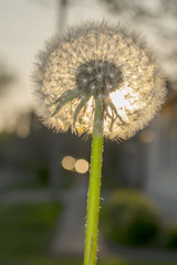 Dandelion seeds in the sunlight blowing away across a fresh green morning background