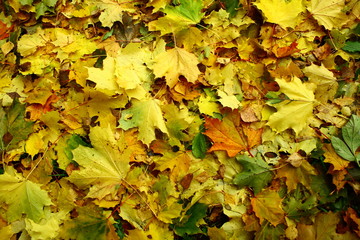 Осенняя листва