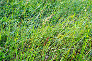Meadow grass in summer in the field