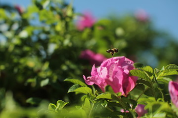 Пчела мед несет