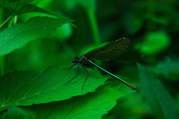Dragonfly standing on leaf