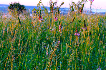 Meadow grass in spring