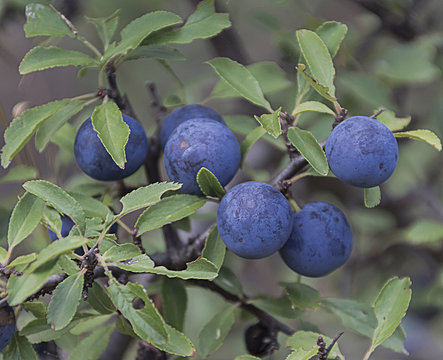 Endrinas, frutos del endrino