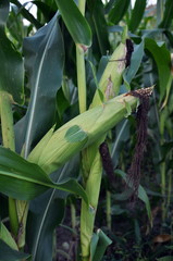 Green undiluted cornflakes