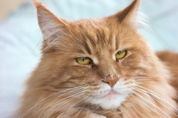 Lazy domestic cat looking at camera