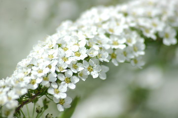 White flower branch