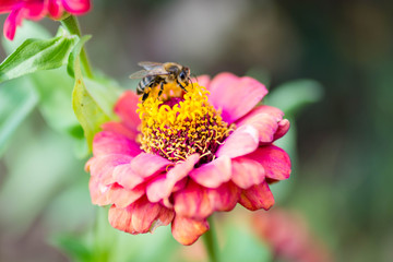 Bee on a red flower in the nature 