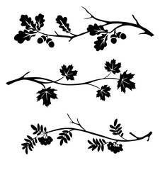 Autumn twigs of oak, rowan and maple silhouette. Vector illustration - obrazy, fototapety, plakaty