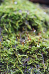 moss on tree
