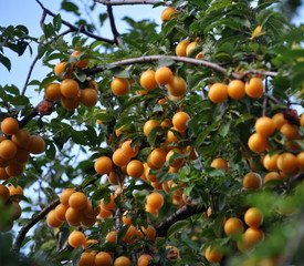 The branches of the tree are mature fruits of prunus cerasifera