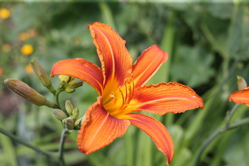 Осенний цветок