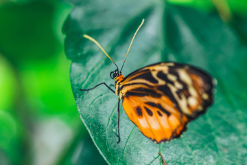An African Monarch butterfly perched on green leaf with a smooth green background