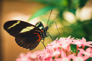  tropical red, black and white butterfly named Heliconius Melponeme